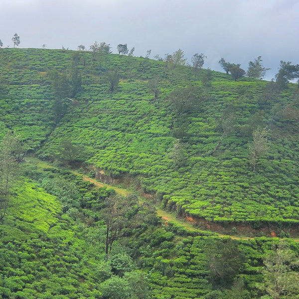 Dimbula region, Sri Lanka