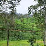 Tea fields in the Dimbula region, Sri Lanka