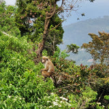 Ceylon landscape and monkeys