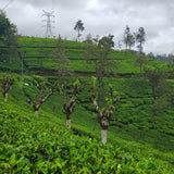 Mattekelle Estate, tea fields and shade trees