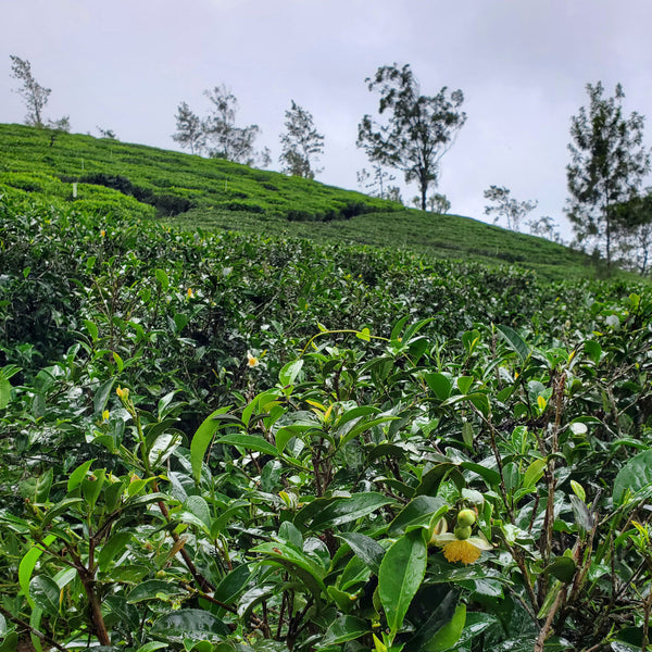 Benifuki cultivar at Mattekelle Estate, Sri Lanka