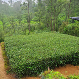 New planting of Benifuki cultivar at Mattekelle Estate, Sri Lanka