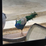 Peacock in Sri Lanka