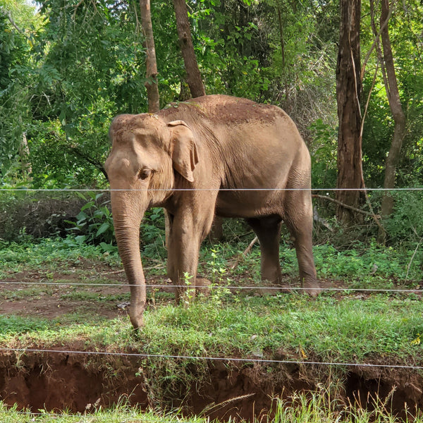 Wild Elephant in Sri Lanka