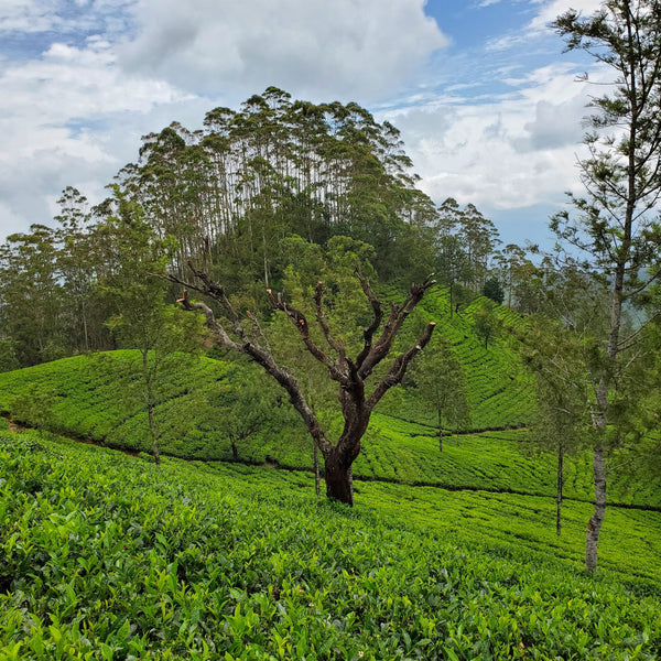 Uva region, Sri Lanka