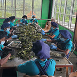 Hand separating tea buds and leaves to make white tea