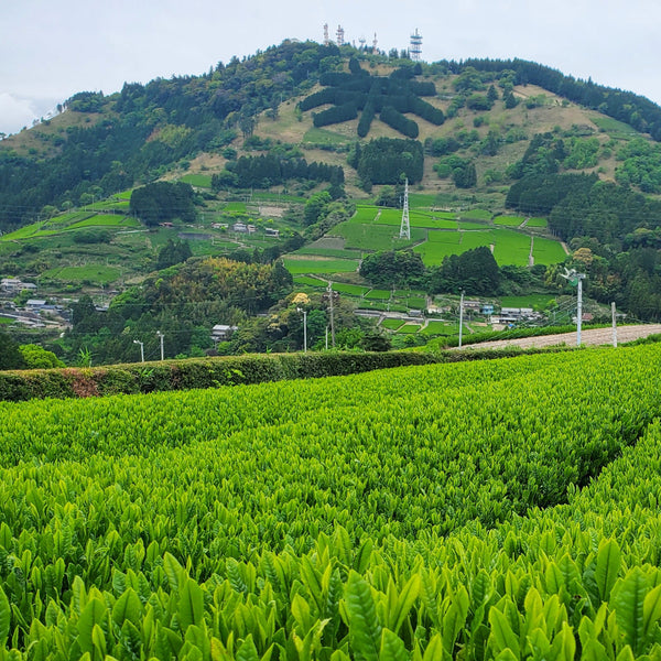 Kakegawa, Shizuoka, Japan