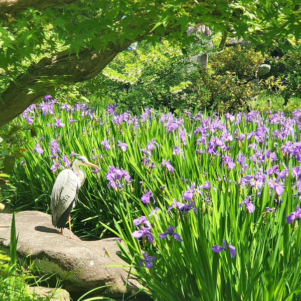 Purple Iris Sencha Japanese green tea