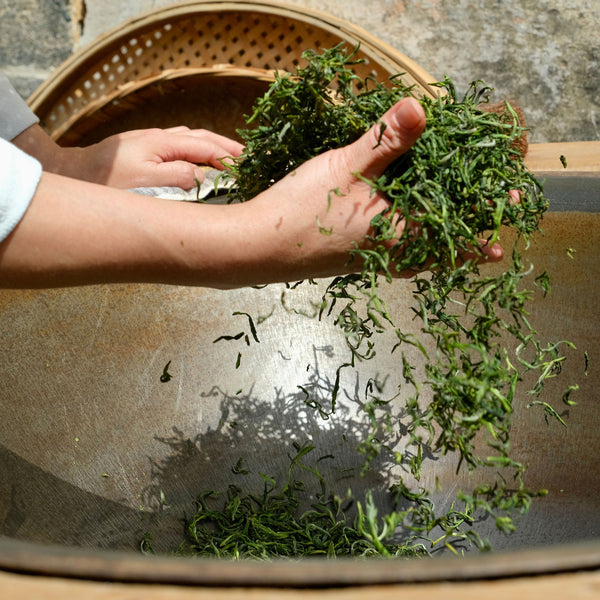 Bi Luo Chun green tea processing 2024