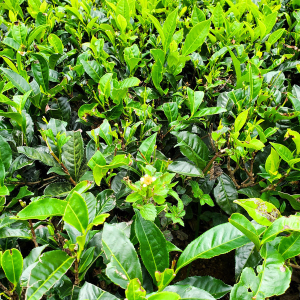 Tea fields in the high-grown regions of Sri Lanka