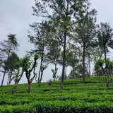 Tea fields at Mattakelle Estate, Sri Lanka