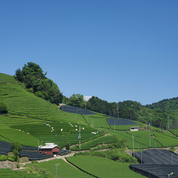 Gazebo Gyokuro | Green Tea