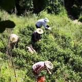 Picking tea leaves