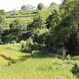 Tea fields in Dehua County, Fujian