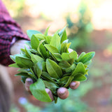 Raw material tea leaves for Lost Relic Tiegaunyin oolong tea