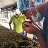 Oxidation table at Lumbini Tea Factory