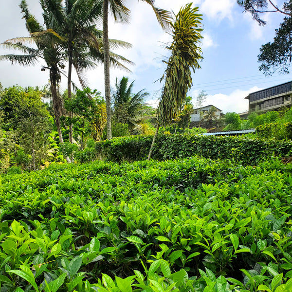 Lumbini Tea Factory, Ruhuna, Sri Lanka