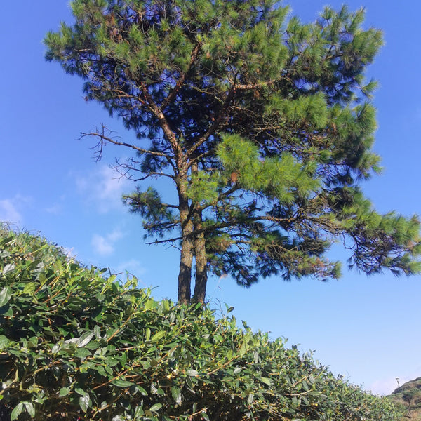 Quiet Creek Tieguanyin garden